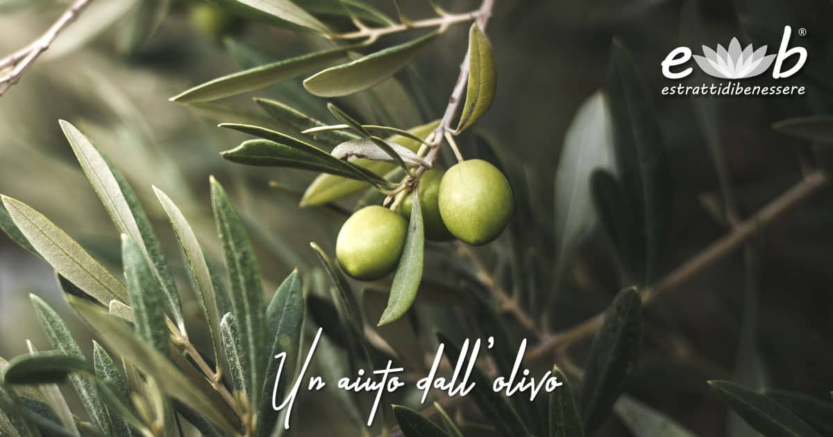 aiuto difese immunitarie olivo polifenoli ciclodestrine vegetali